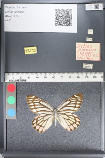 Media type: image;   Entomology 130526